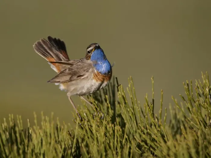 Framed Print : White-spotted Bluethroat (Luscinia svecica cyanecula) adult male, displaying, Gredos, Spain, may Framed Print : White-spotted Bluethroat (Luscinia svecica cyanecula) adult male, displaying, Gredos, Spain, may