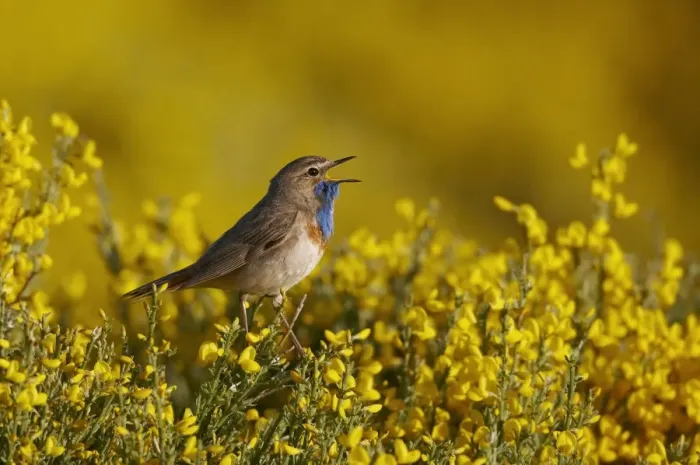 Framed Print : White-spotted Bluethroat (Luscinia svecica cyanecula) adult male, singing, perched in flowering broom bush, Gredos, Spain, june Framed Print : White-spotted Bluethroat (Luscinia svecica cyanecula) adult male, singing, perched in flowering broom bush, Gredos, Spain, june