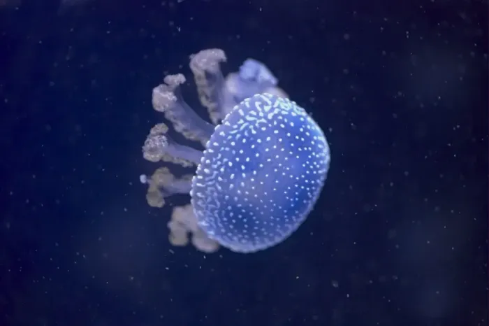 Framed Print : White-spotted Jellyfish (Phyllorhiza punctata) adult (captive) Framed Print : White-spotted Jellyfish (Phyllorhiza punctata) adult (captive)