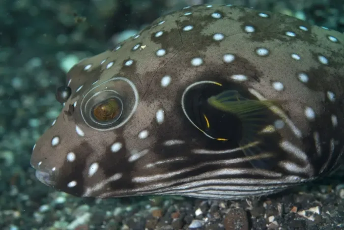 Framed Print : White-spotted Puffer (Arothron hispidus) adult, close-up of head, Lembeh Island, Sulawesi, Indonesia Framed Print : White-spotted Puffer (Arothron hispidus) adult, close-up of head, Lembeh Island, Sulawesi, Indonesia