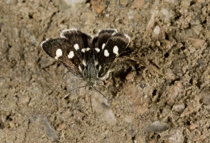Framed Print : White-spotted Sable Moth (Anania funebris) adult, drinking minerals from damp ground, Pontic Mountains, Anatolia Framed Print : White-spotted Sable Moth (Anania funebris) adult, drinking minerals from damp ground, Pontic Mountains, Anatolia