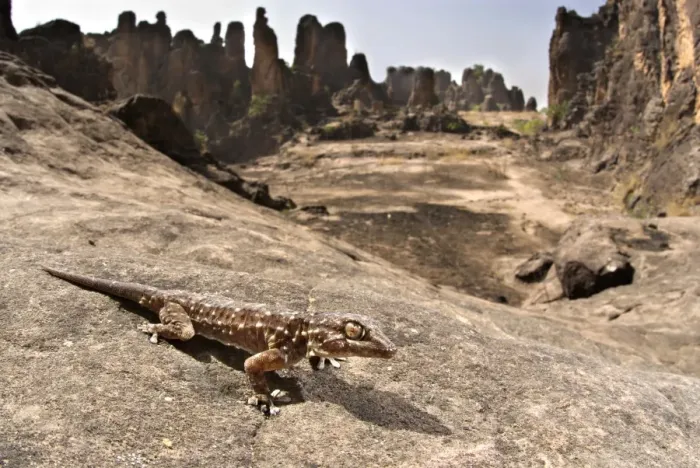 Framed Print : White-spotted Wall Gecko (Tarentola annularis) adult, standing on rock in habitat, Pic de Sindou, Sindou, Leraba Province, Burkina Faso Framed Print : White-spotted Wall Gecko (Tarentola annularis) adult, standing on rock in habitat, Pic de Sindou, Sindou, Leraba Province, Burkina Faso