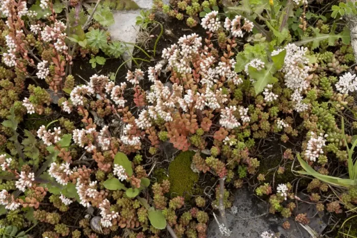 Framed Print : White Stonecrop (Sedum album) flowering, growing on coastal clifftop, Berry Head N. N. R. Torbay, Devon, England, July Framed Print : White Stonecrop (Sedum album) flowering, growing on coastal clifftop, Berry Head N. N. R. Torbay, Devon, England, July