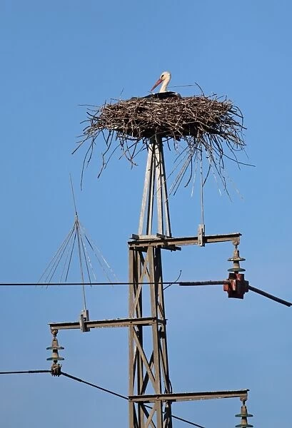 White Stork (Ciconia ciconia) adult, sitting at nest on pylon, Coto Donana, Andalucia, Spain, May