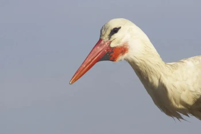 Framed Print : White Stork (Ciconia ciconia) adult, close-up of head and neck, Extremadura, Spain