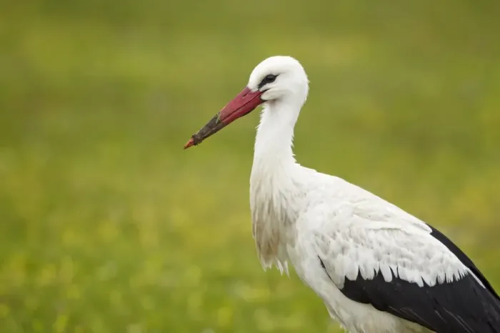 Framed Print : White Stork (Ciconia ciconia) adult, Extremadura, Spain, april
