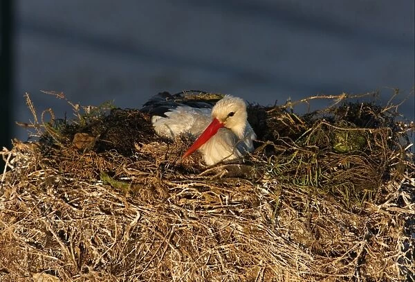 White Stork (Ciconia ciconia) adult, sitting on nest in city, Faro, Algarve, Portugal, april