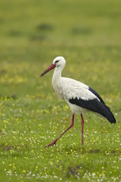 Framed Print : White Stork (Ciconia ciconia) adult, walking amongst wildflowers, Extremadura, Spain, april