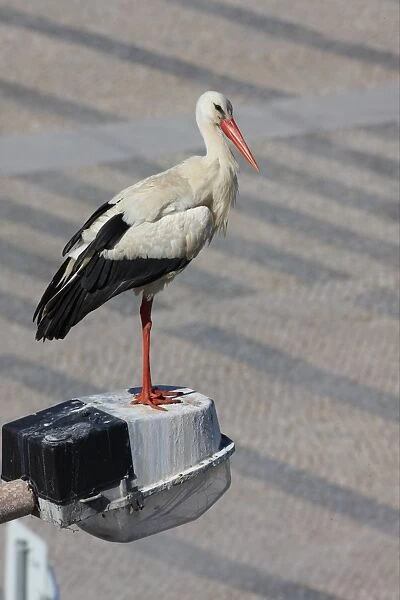 White Stork (Ciconia ciconia) adult, standing on street light in city, Faro, Algarve, Portugal, april