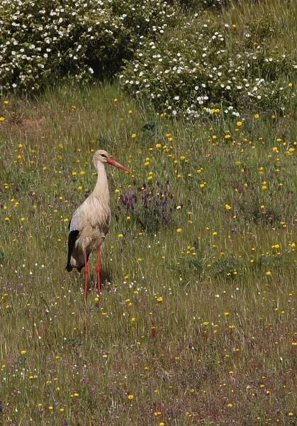 White Stork (Ciconia ciconia) adult, foraging in flowering meadow, Castro Marim Marshes, Algarve, Portugal, april