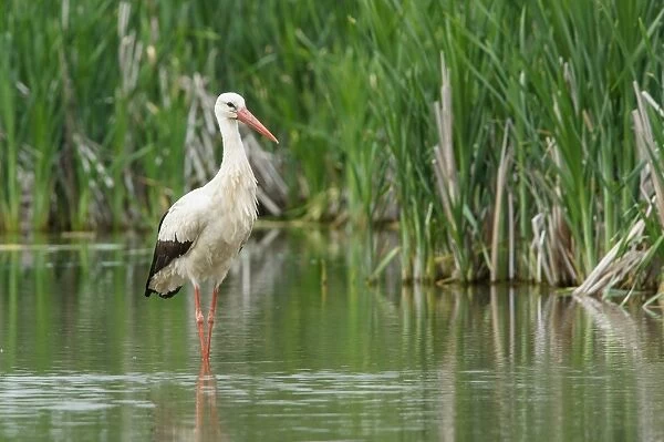 White Stork (Ciconia ciconia) adult, standing in water, Racconigi, Cuneo Province, Piedmont, Italy, April