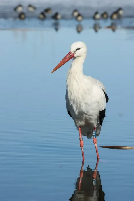 Framed Print : White Stork (Ciconia ciconia) adult, with leg rings, standing in water, Racconigi, Cuneo Province, Piedmont, Italy