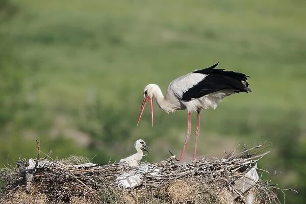 White Stork (Ciconia ciconia) adult with chick, at nest on manmade nesting platform, Bulgaria, May