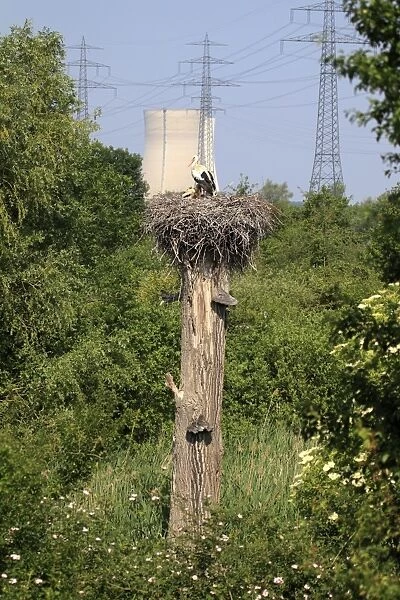 White Stork (Ciconia ciconia) adult with chicks, in nest on tree trunk, with nuclear powerstation in background, Philippsburg Nuclear Power Plant, Philippsburg, Baden-Wurttemberg, Germany, may
