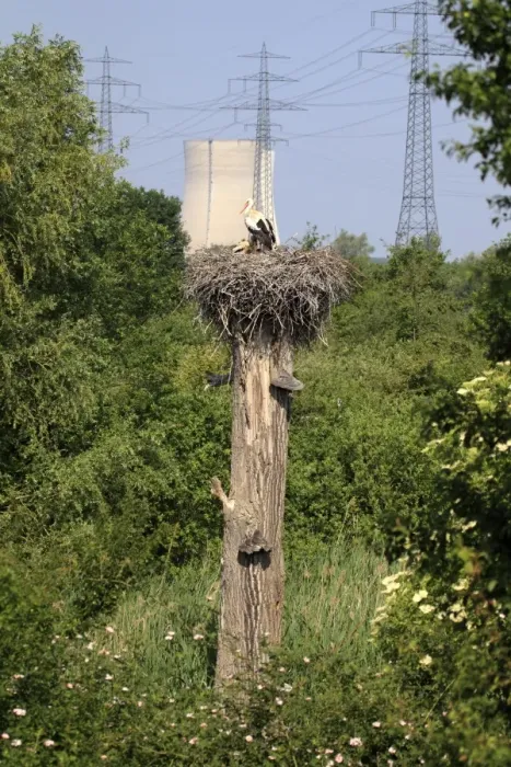 Framed Print : White Stork (Ciconia ciconia) adult with chicks, in nest on tree trunk, with nuclear powerstation in background, Philippsburg Nuclear Power Plant, Philippsburg, Baden-Wurttemberg, Germany, may
