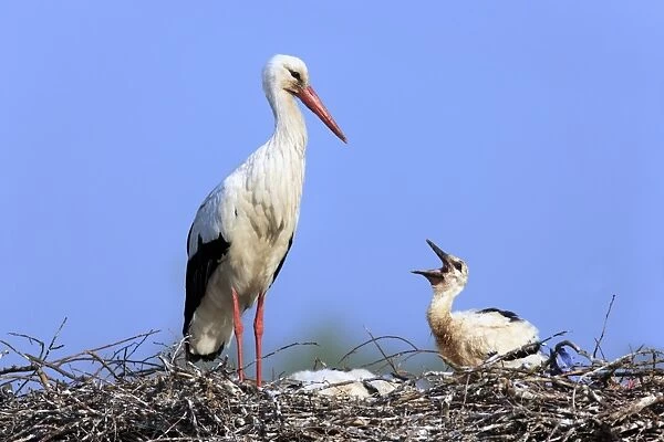 White Stork (Ciconia ciconia) adult with chicks, begging in nest, Philippsburg, Baden-Wurttemberg, Germany, may