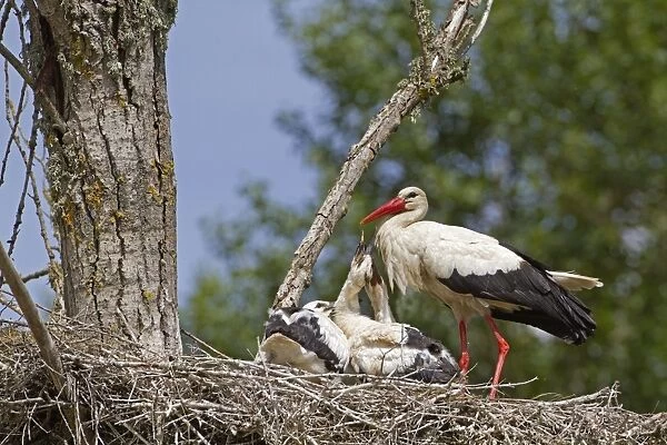 White Stork (Ciconia ciconia) adult with chicks, begging for food at nest, Spain, may