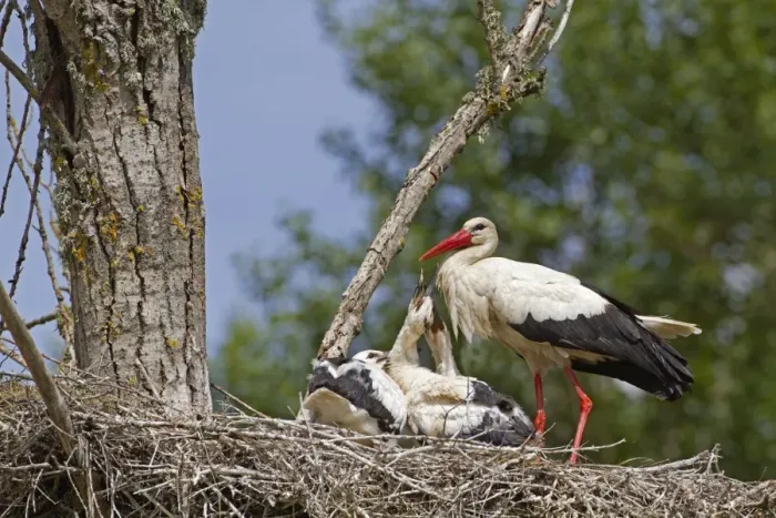 Framed Print : White Stork (Ciconia ciconia) adult with chicks, begging for food at nest, Spain, may