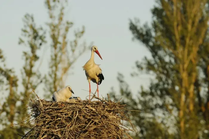 Framed Print : White Stork (Ciconia ciconia) adult with chicks, at nest, Spain, june