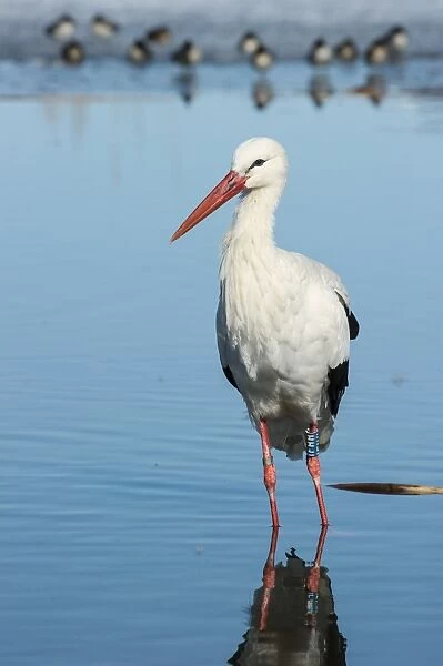 White Stork (Ciconia ciconia) adult, with leg rings, standing in water, Racconigi, Cuneo Province, Piedmont, Italy