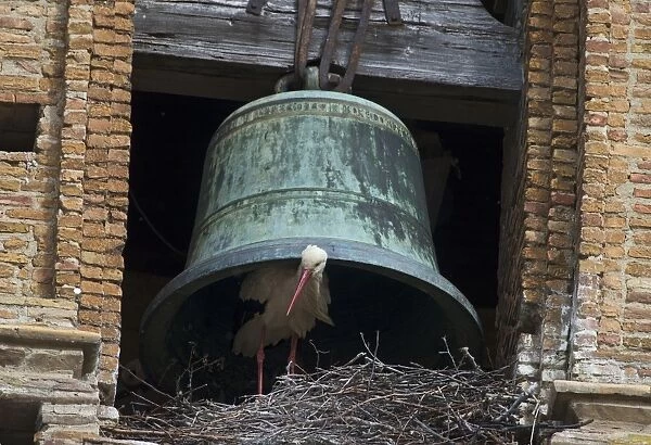 White Stork (Ciconia ciconia) adult, at nest under bell, nesting colony on cathedral, Alfaro Cathedral, Alfaro, La Rioja, Spain, may