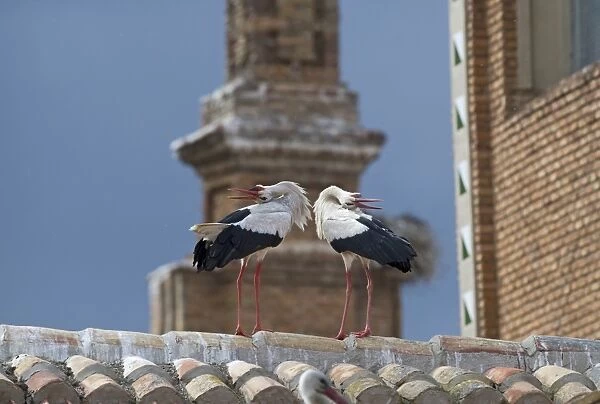 White Stork (Ciconia ciconia) adult pair, in courtship display, nesting colony on cathedral roof, Alfaro Cathedral, Alfaro, La Rioja, Spain, may