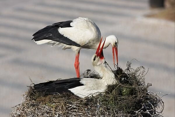 White Stork (Ciconia ciconia) adult pair, displaying at nest in city, Faro, Algarve, Portugal, april