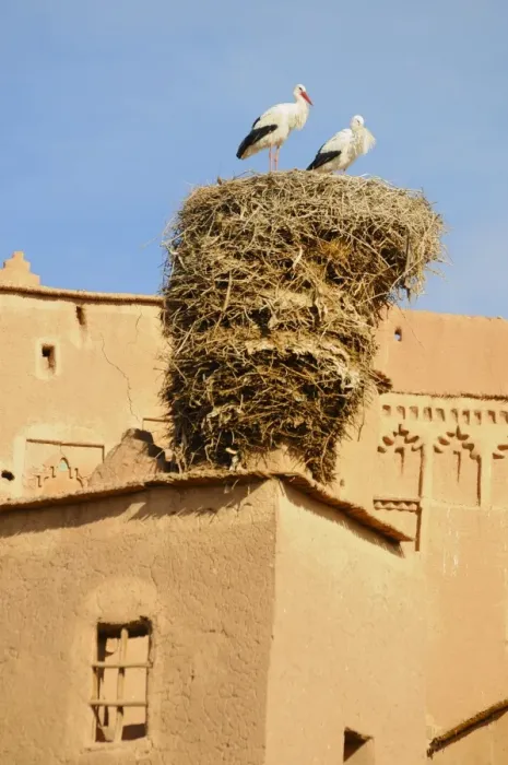 Framed Print : White Stork (Ciconia ciconia) adult pair, standing at nest on ancient kasbah building, Taourirt, Ouarzazate, Morocco, january