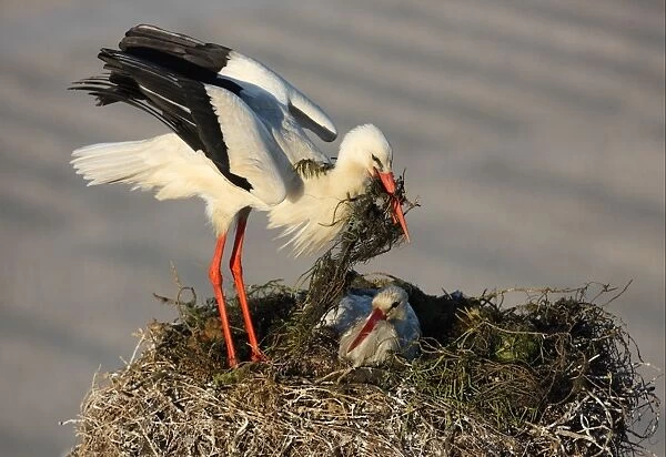 White Stork (Ciconia ciconia) adult pair, returning bird with nesting material at nest in city, Faro, Algarve, Portugal, april