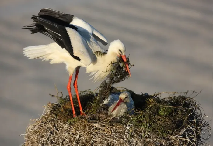 Framed Print : White Stork (Ciconia ciconia) adult pair, returning bird with nesting material at nest in city, Faro, Algarve, Portugal, april