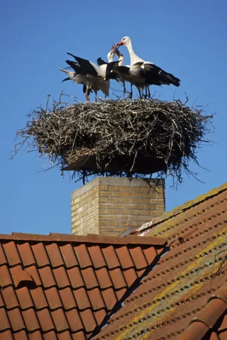 Framed Print : White Stork (Ciconia ciconia) adult with young, standing at nest on building, Germany