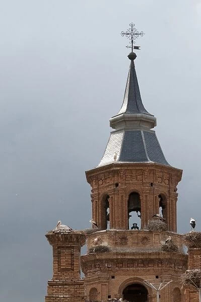 White Stork (Ciconia ciconia) adults at nests, nesting colony on cathedral roof, Alfaro Cathedral, Alfaro, La Rioja, Spain, may