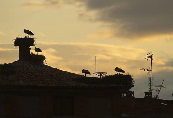 White Stork (Ciconia ciconia) adults at nests with chicks, nesting colony on cathedral roof, silhouetted at sunset, Alfaro Cathedral, Alfaro, La Rioja, Spain, may