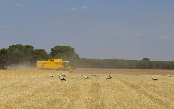 Framed Print : White Stork (Ciconia ciconia) flock, feeding in harvested barley field, attracted to insects disturbed by combine harvester during harvest, Northern Spain, july