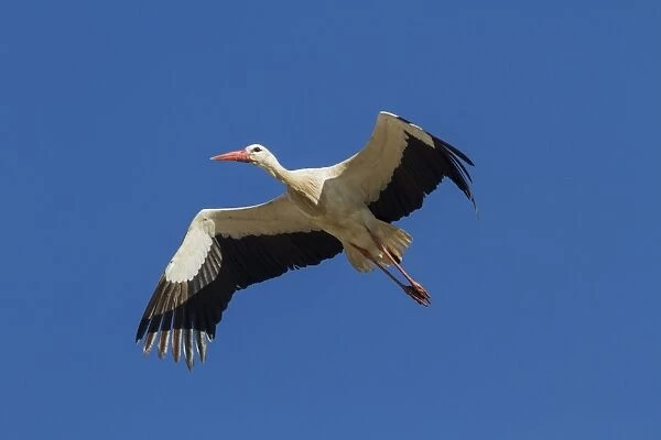 White Stork in flight - Spain