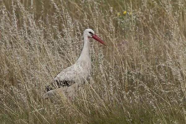 White Stork in long grass - Extremadura, Spain
