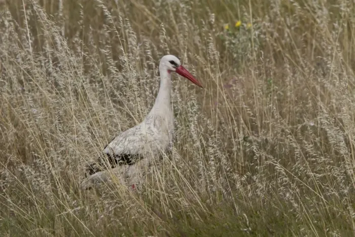 Framed Print : White Stork in long grass - Extremadura, Spain Framed Print : White Stork in long grass - Extremadura, Spain