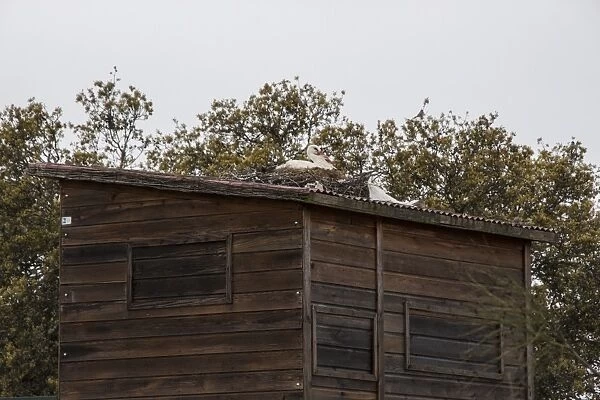 White Stork nesting on bird watching hide at Almaraz de Tajo near C ceres, Extremadura, Spain