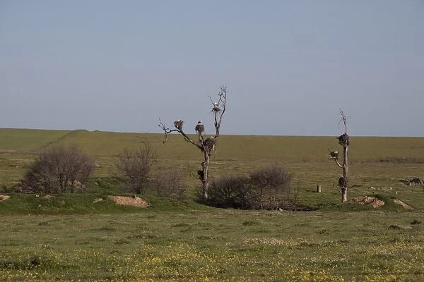 White Stork nests on dead trees on the Belen Plain, Extremadura Spain