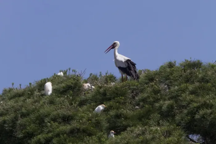 Framed Print : White Stork on Stone Pine with Squacco Herons - Coto Donana, Spain