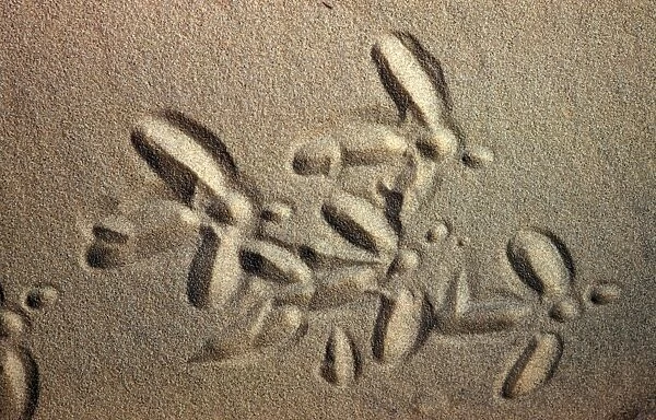 White Stork tracks in sand