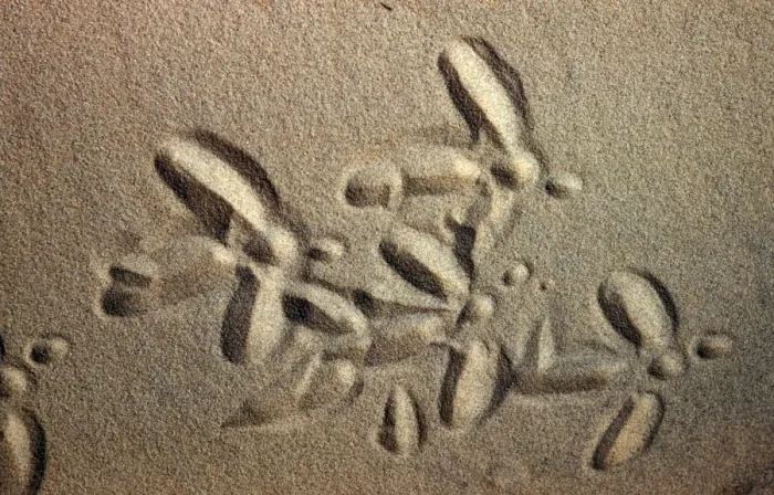 Framed Print : White Stork tracks in sand Framed Print : White Stork tracks in sand