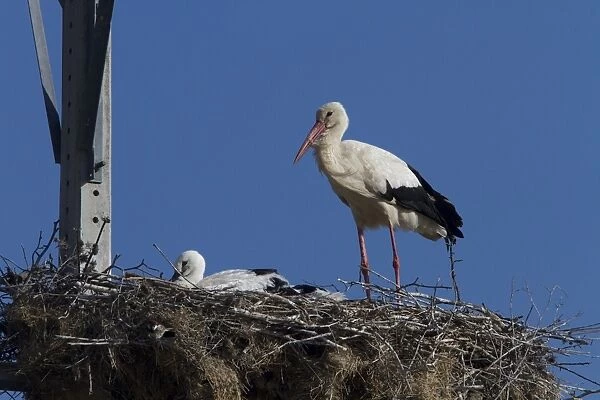 White Storks nesting on electrical pylon, Trujillo, Extremadura, Spain