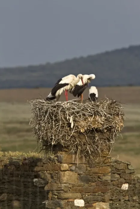 Framed Print : White Storks nesting on old building, Trujillo, Extremadura, Spain Framed Print : White Storks nesting on old building, Trujillo, Extremadura, Spain
