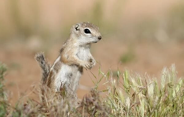 White-tailed Antelope Squirrel (Ammospermophilus leucurus) adult, standing on hind legs in short grass, Arches N. P