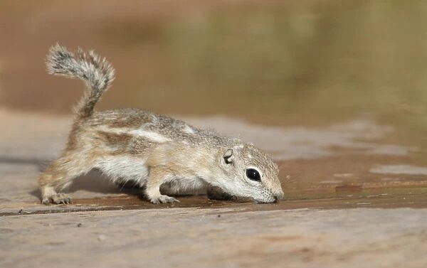 White-tailed Antelope Squirrel (Ammospermophilus leucurus) adult, drinking water trapped between concrete slabs