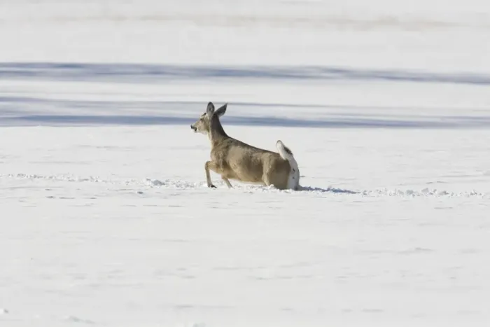 Framed Print : White-tailed Deer (Odocoileus virginianus) doe, running through deep snow, North Dakota, U. S. A. february Framed Print : White-tailed Deer (Odocoileus virginianus) doe, running through deep snow, North Dakota, U. S. A. february