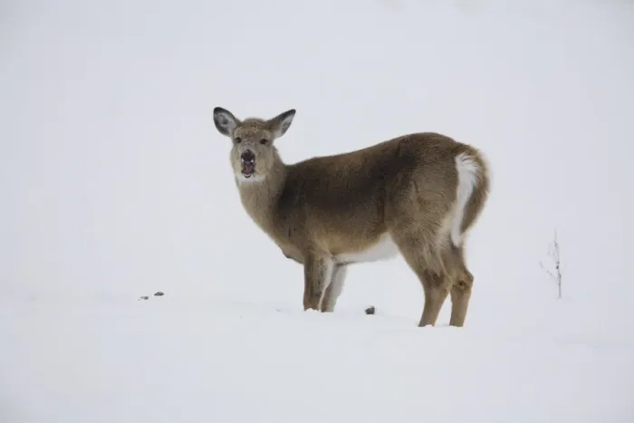 Framed Print : White-tailed Deer (Odocoileus virginianus) doe, feeding on potato dug up from under snow in frozen soil, North Dakota Framed Print : White-tailed Deer (Odocoileus virginianus) doe, feeding on potato dug up from under snow in frozen soil, North Dakota