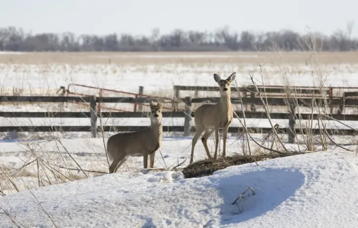 Framed Print : White-tailed Deer (Odocoileus virginianus) two does, foraging on snow covered hay pile, North Dakota, U. S. A. february Framed Print : White-tailed Deer (Odocoileus virginianus) two does, foraging on snow covered hay pile, North Dakota, U. S. A. february