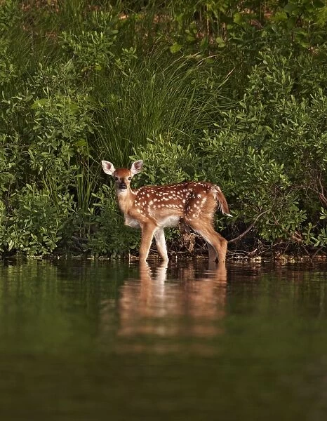 White-tailed Deer (Odocoileus virginianus) fawn, standing at edge of water, North Michigan, U. S. A. june